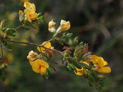 Pultenaea hispidula