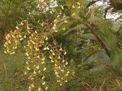 Epidendrum verrucosum