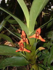 Maxillaria elatior