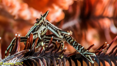 Allogalathea elegans