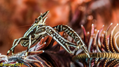 Allogalathea elegans