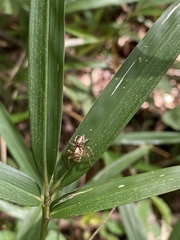 Plexippoides doenitzi