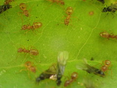 Lasius minutus