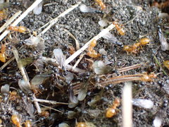 Lasius minutus