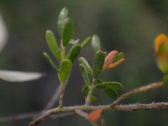 Pultenaea hispidula