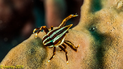 Allogalathea elegans