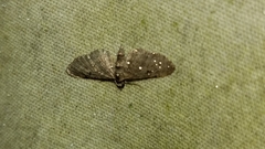 Eupithecia fletcherata