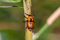 Cyrtotrachelus thompsoni