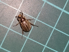 Anomala takasagoensis