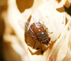 Calliphora ochracea
