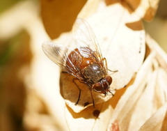 Calliphora ochracea