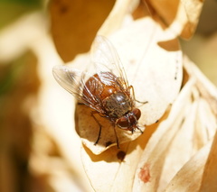 Calliphora ochracea