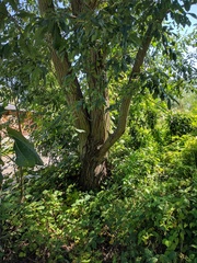 Maclura