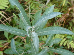 Salix candida