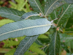 Salix candida