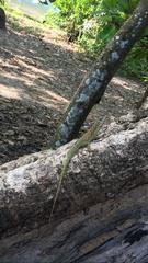 Anolis roquet
