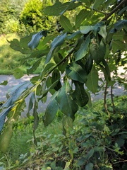 Maclura