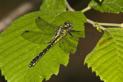 Hylogomphus adelphus