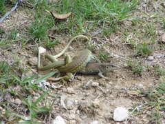 Aspidoscelis mexicanus