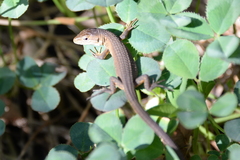 Japanese Grass Lizard photo 2