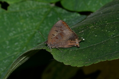 Arhopala bazalus