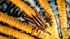 Allogalathea elegans