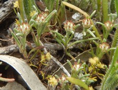 Blennospora drummondii