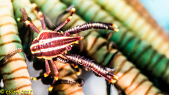 Allogalathea elegans