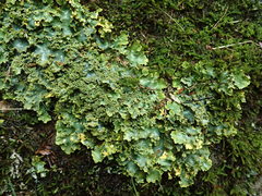 Podostictina pickeringii