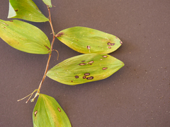 Phyllosticta convallariae