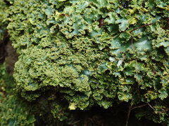 Podostictina pickeringii