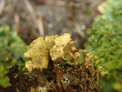 Podostictina pickeringii