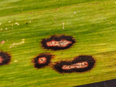 Phyllosticta convallariae