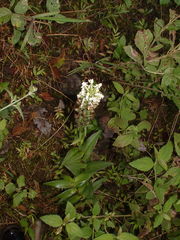 Habenaria monorrhiza