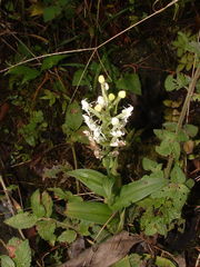 Habenaria monorrhiza