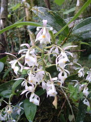 Epidendrum nicaraguense