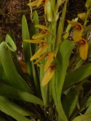 Stelis segoviensis