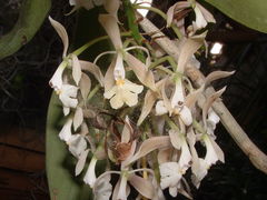 Epidendrum nicaraguense