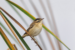Sedge Warbler photo 2