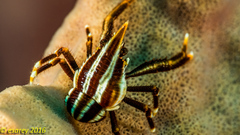 Allogalathea elegans