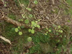 Chenopodium allanii