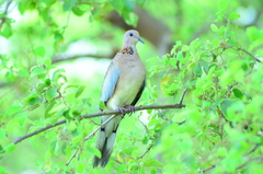 Streptopelia senegalensis