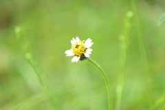 Tridax procumbens image