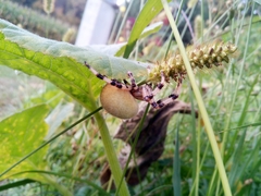 Araneus quadratus