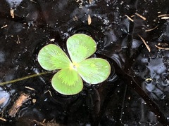 Marsilea mutica