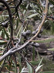 Eucalyptus stricta