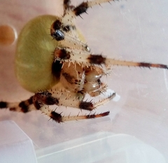 Araneus quadratus
