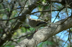 Streptopelia decaocto
