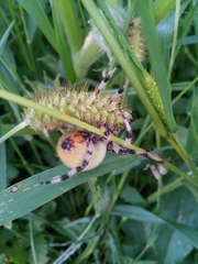Araneus quadratus