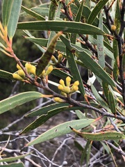 Eucalyptus stricta